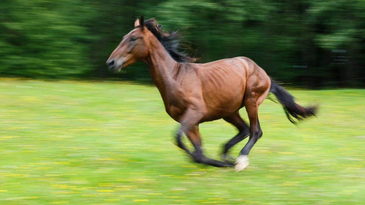 The Horse Runs Wildly Toward Something Spectacular
