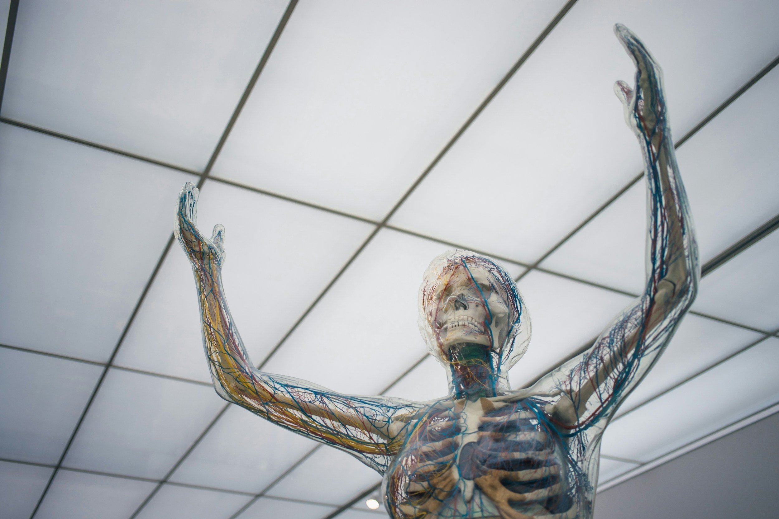 Understanding Sympathetic Overdrive and How Chiropractic Care Can Help