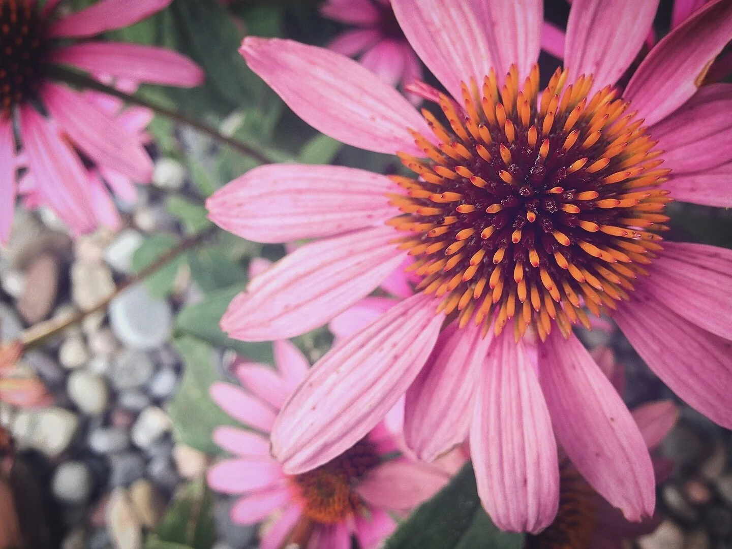 #spring on the mind 

#flower #nature #beauty #overthecold #pollen