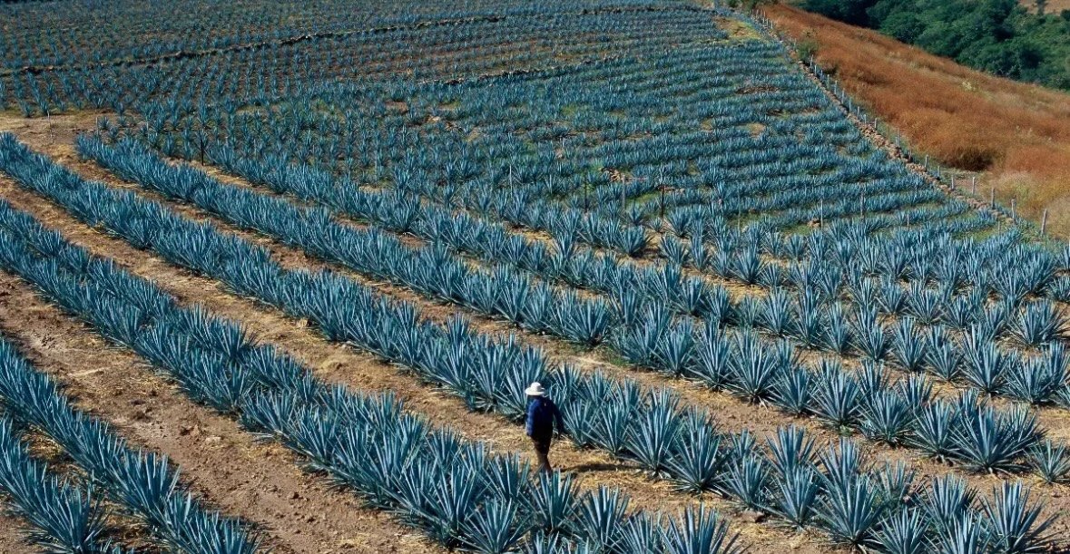 The Green Tequila: Sustainable Reposado Brands to Try This Holiday Season