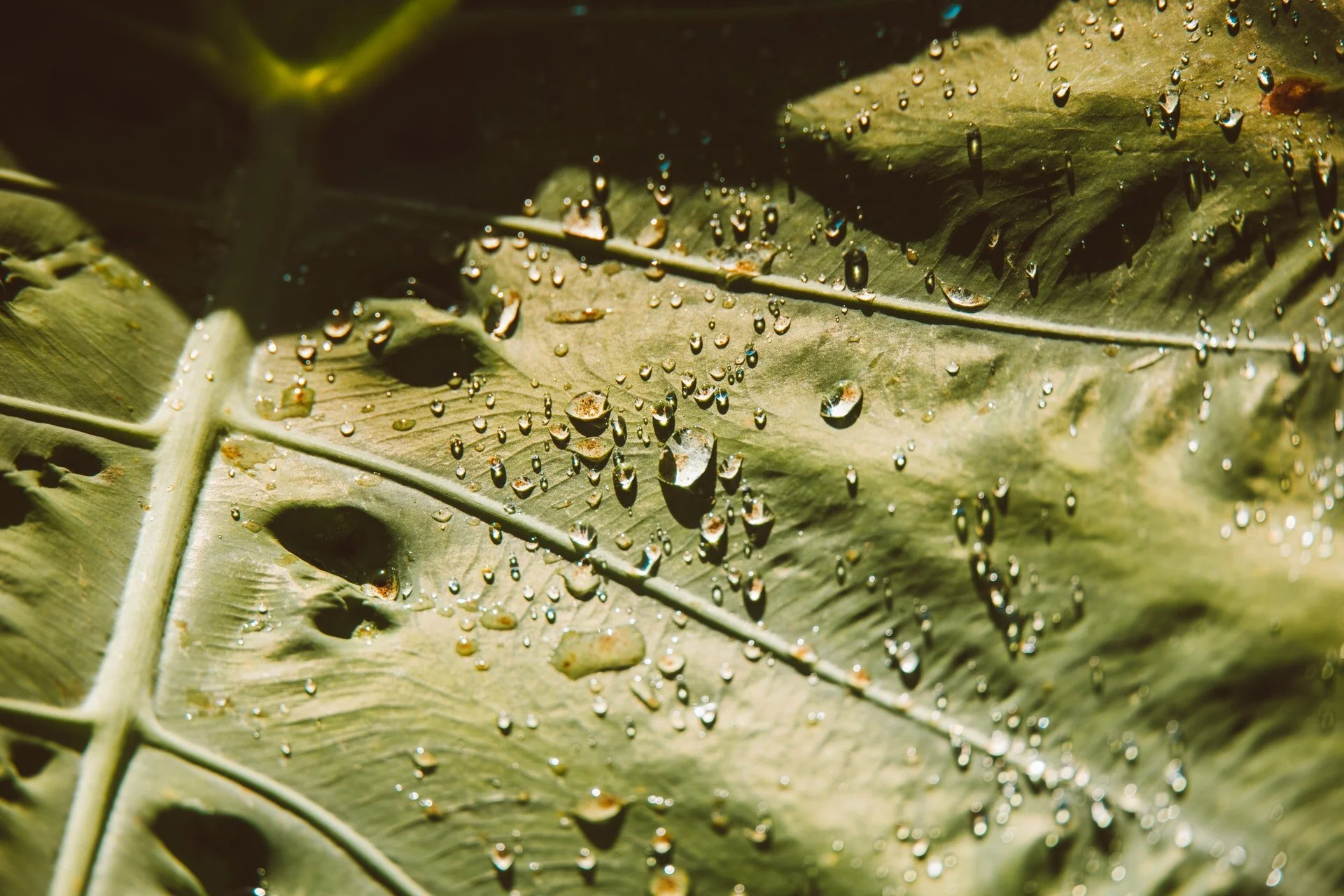 pexels-jess-vide-6390453.jpg