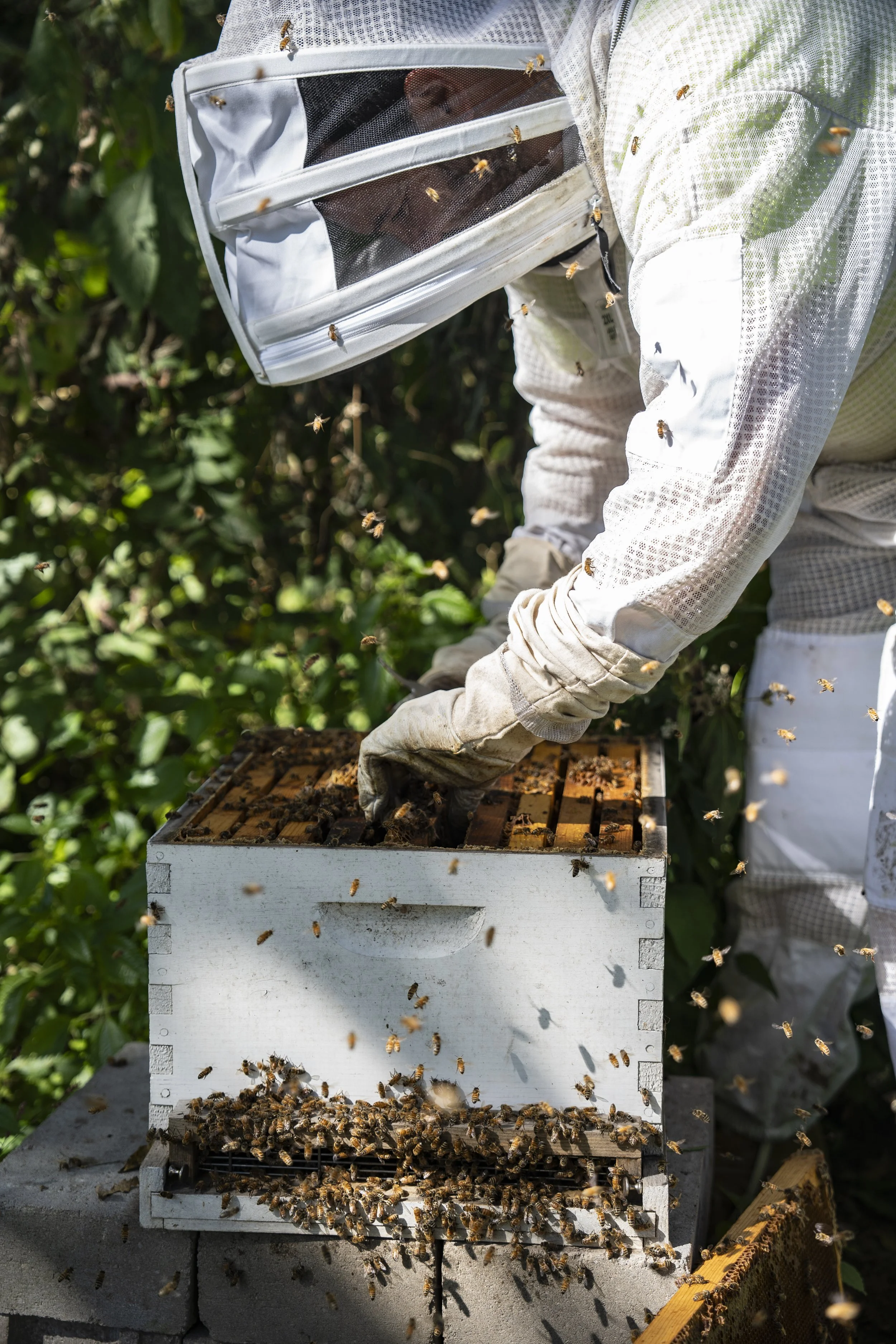 A beekeeper working with a white wooden hive box, wearing a protective suit and gloves, surrounded by numerous flying bees in an outdoor setting with green foliage.