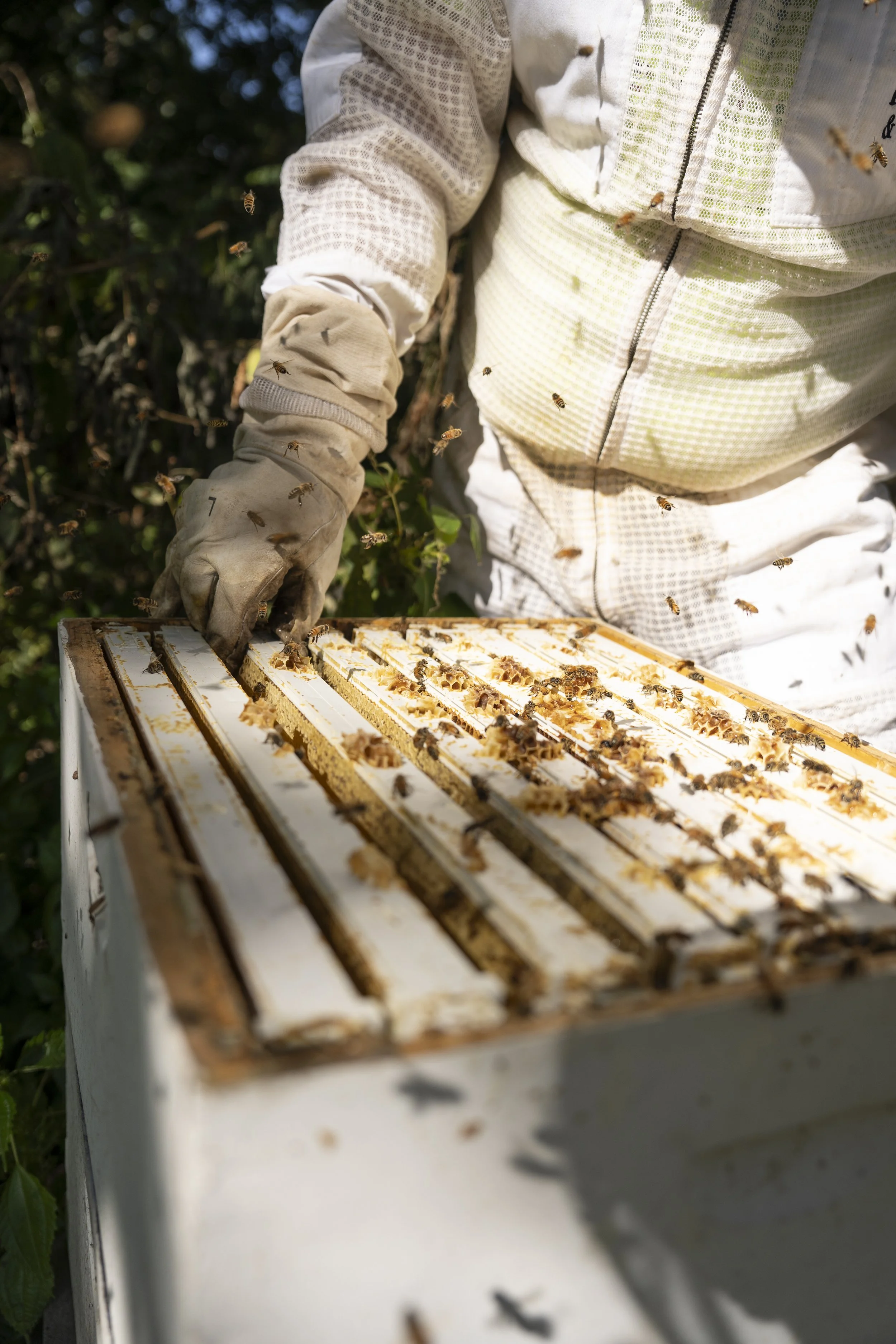 A beekeeper in protective clothing, including gloves, inspecting a beekeeping hive with bees flying around. The hive is on a white stand outdoors.