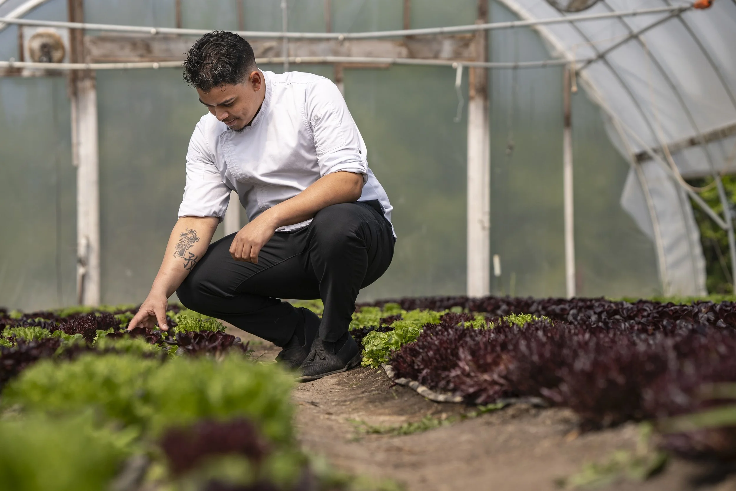 Chef in a greenhouse