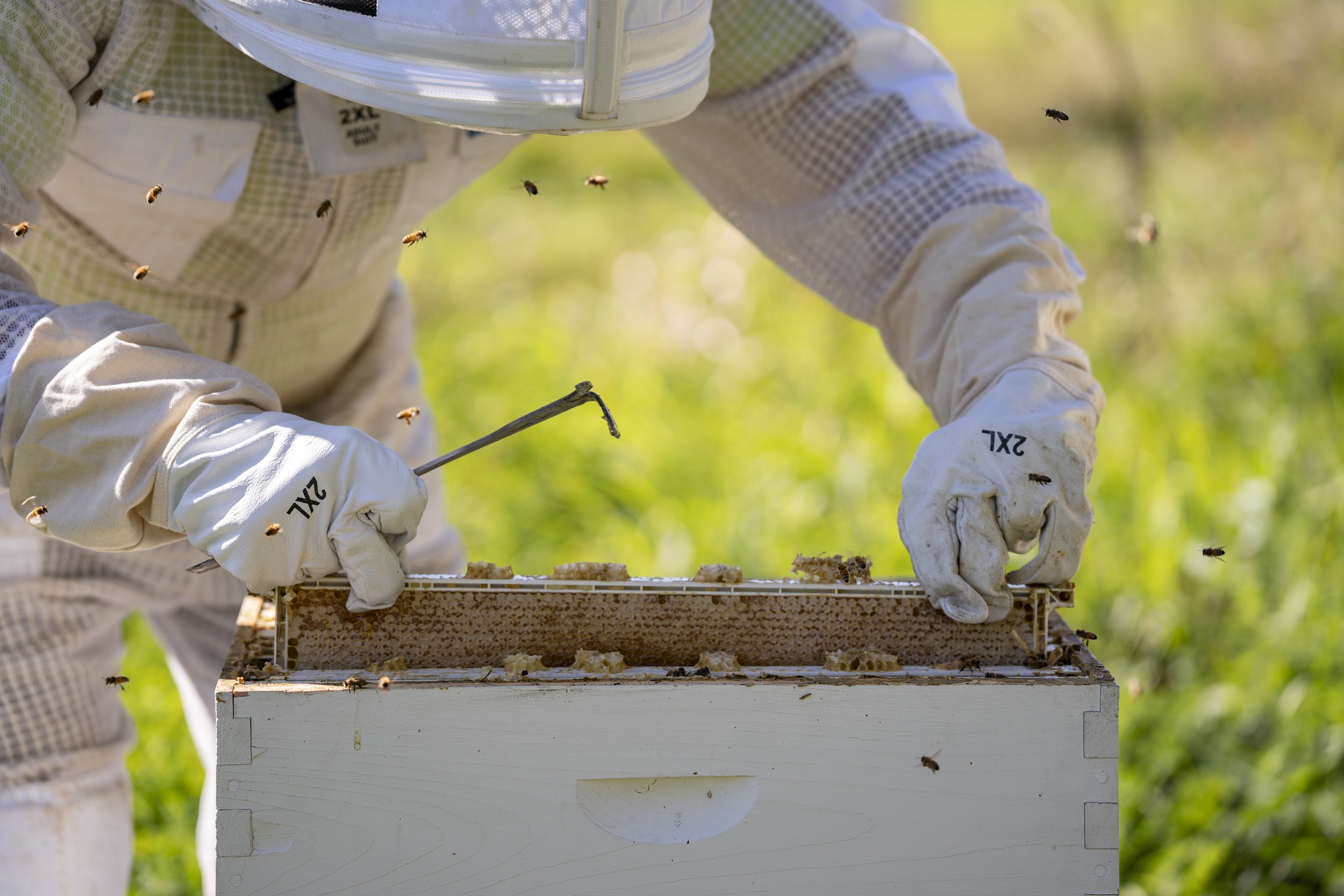 A beekeeper wearing white protective suit and gloves tending to a beehive outdoors with bees flying around.