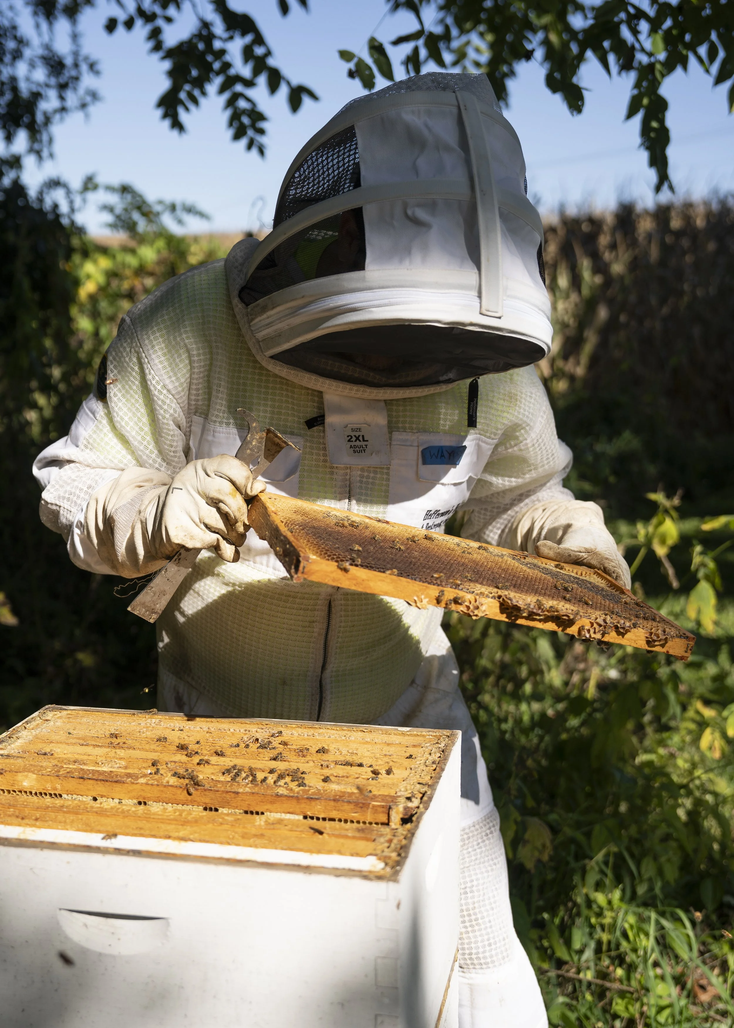 Beekeeper inspecting a honeycomb frame outdoors