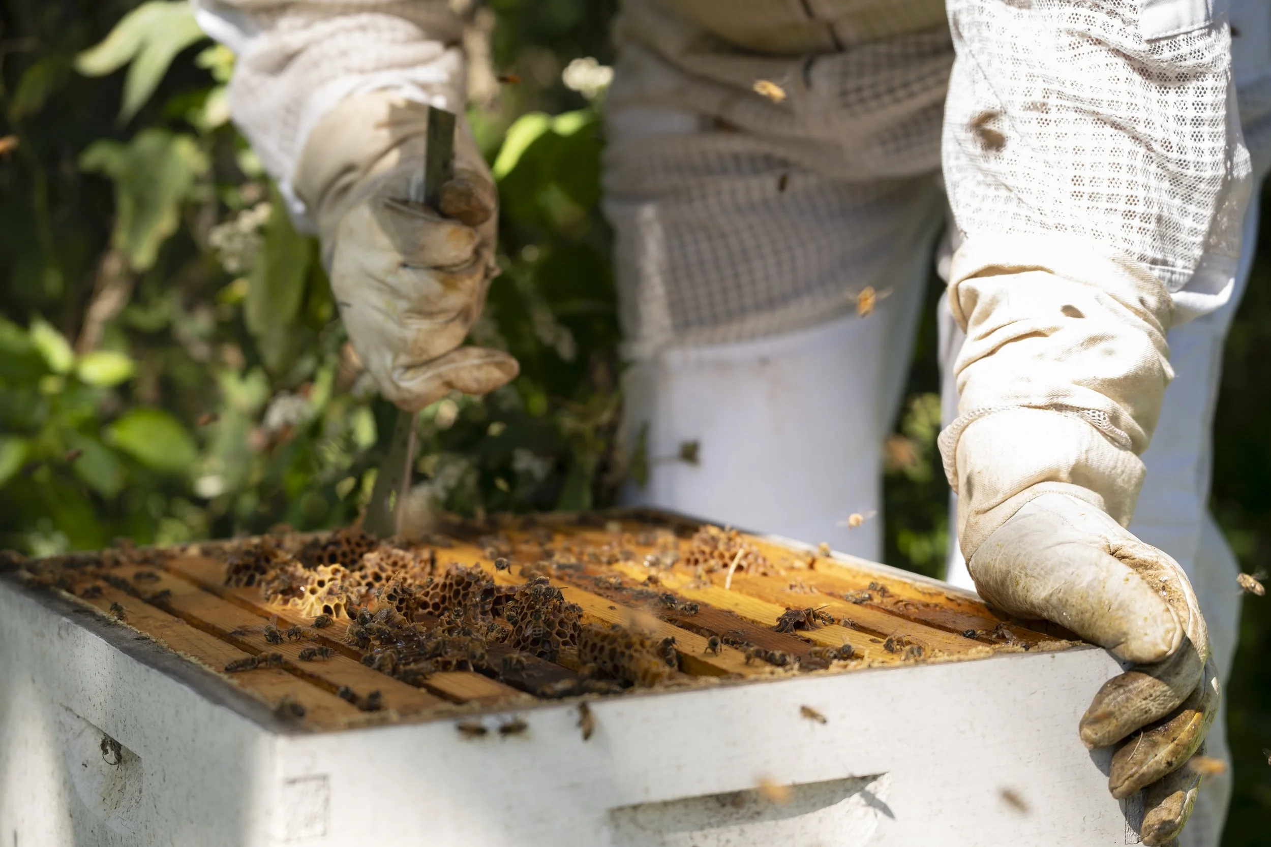 Beekeeper inspecting honeycomb frames inside a white hive box, wearing protective gloves.