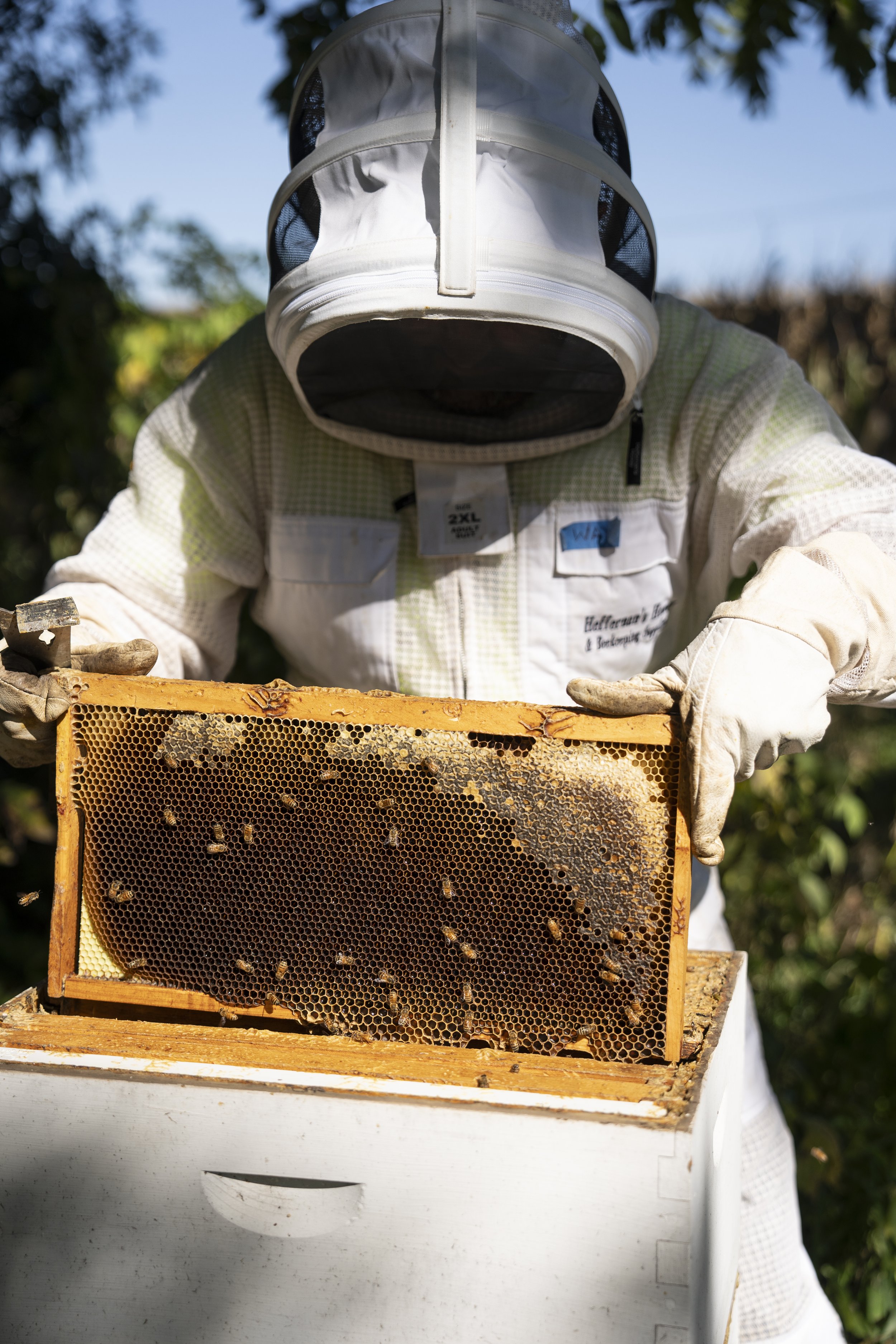 Bee beekeeper holding a honeycomb frame, wearing a protective suit and veil, outdoors.