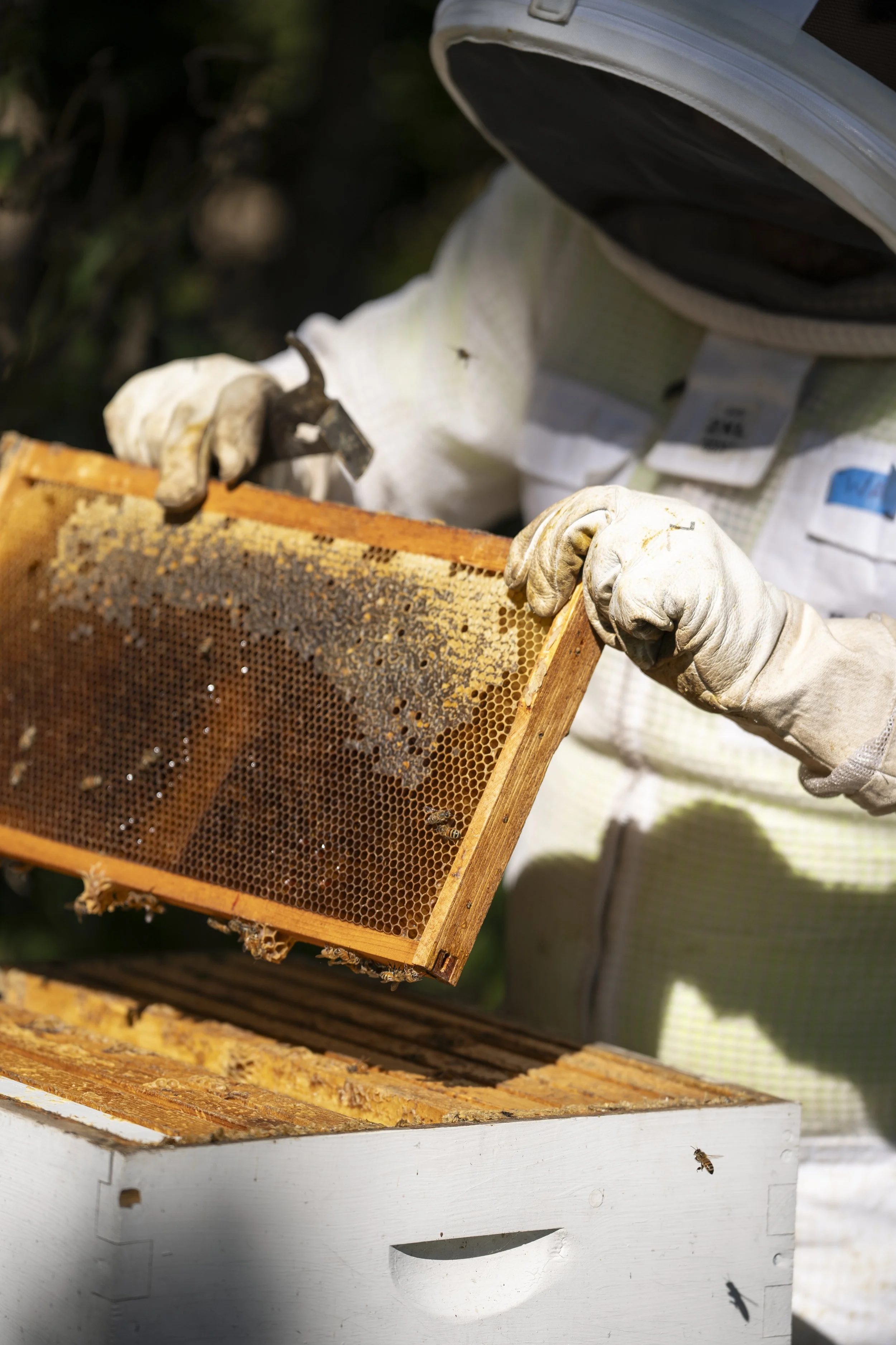 A beekeeper in a white suit and gloves inspecting a honeycomb frame from a beehive, with bees on the frame and hive.