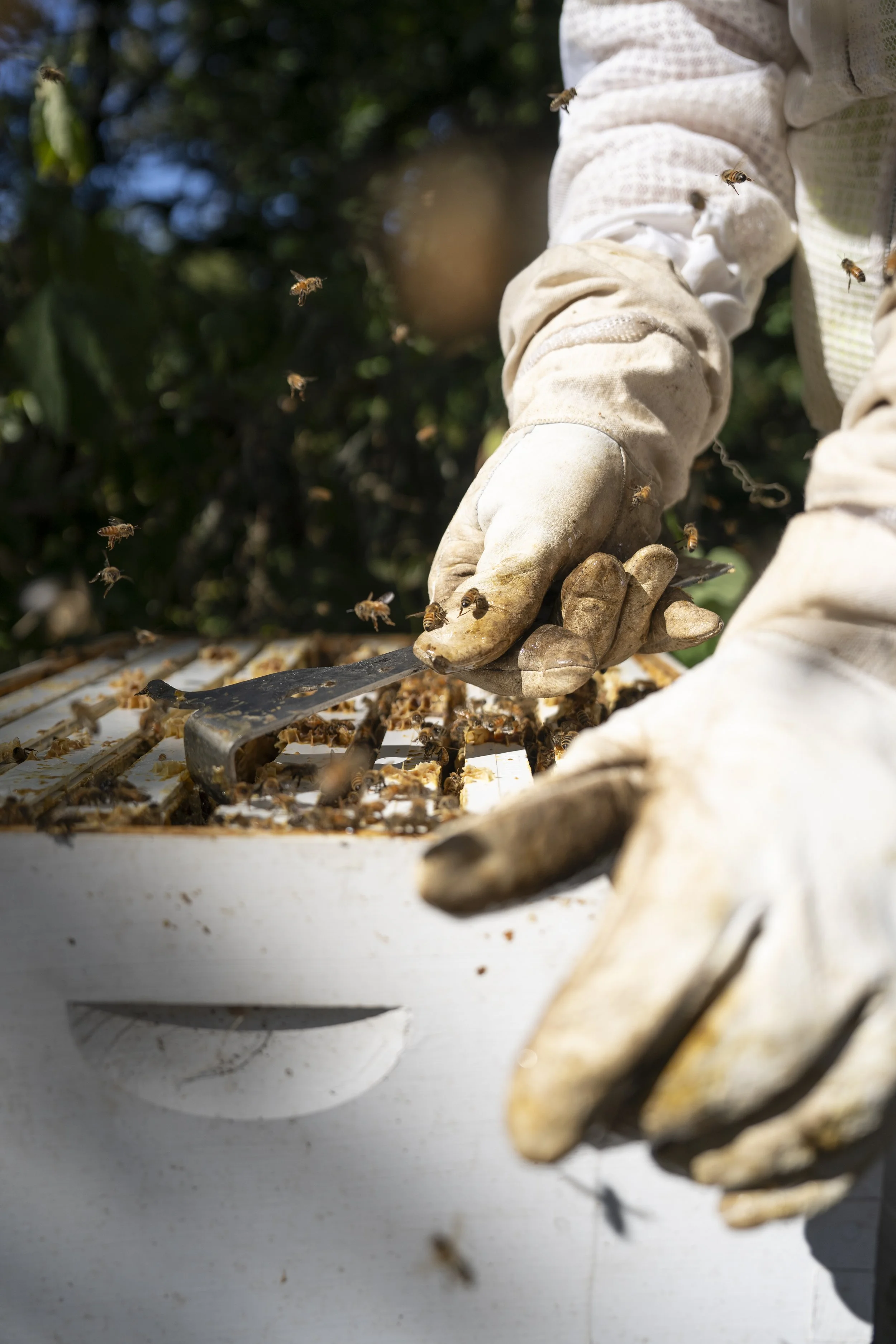 Close-up of a beekeeper's gloved hands removing a honeycomb frame from a beekeeping hive, surrounded by flying bees.