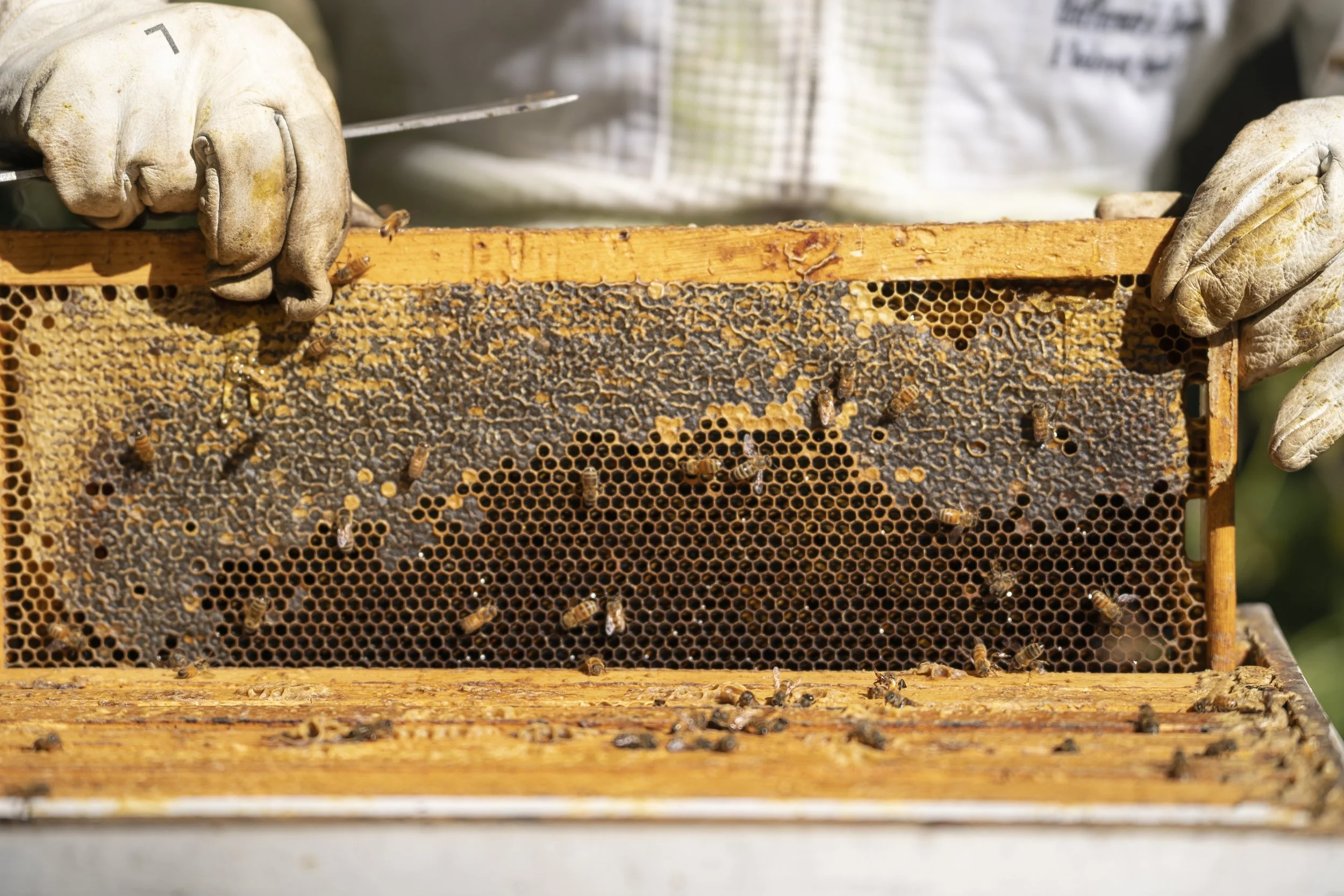 A beekeeper in gloves inspecting a honeycomb frame with bees.