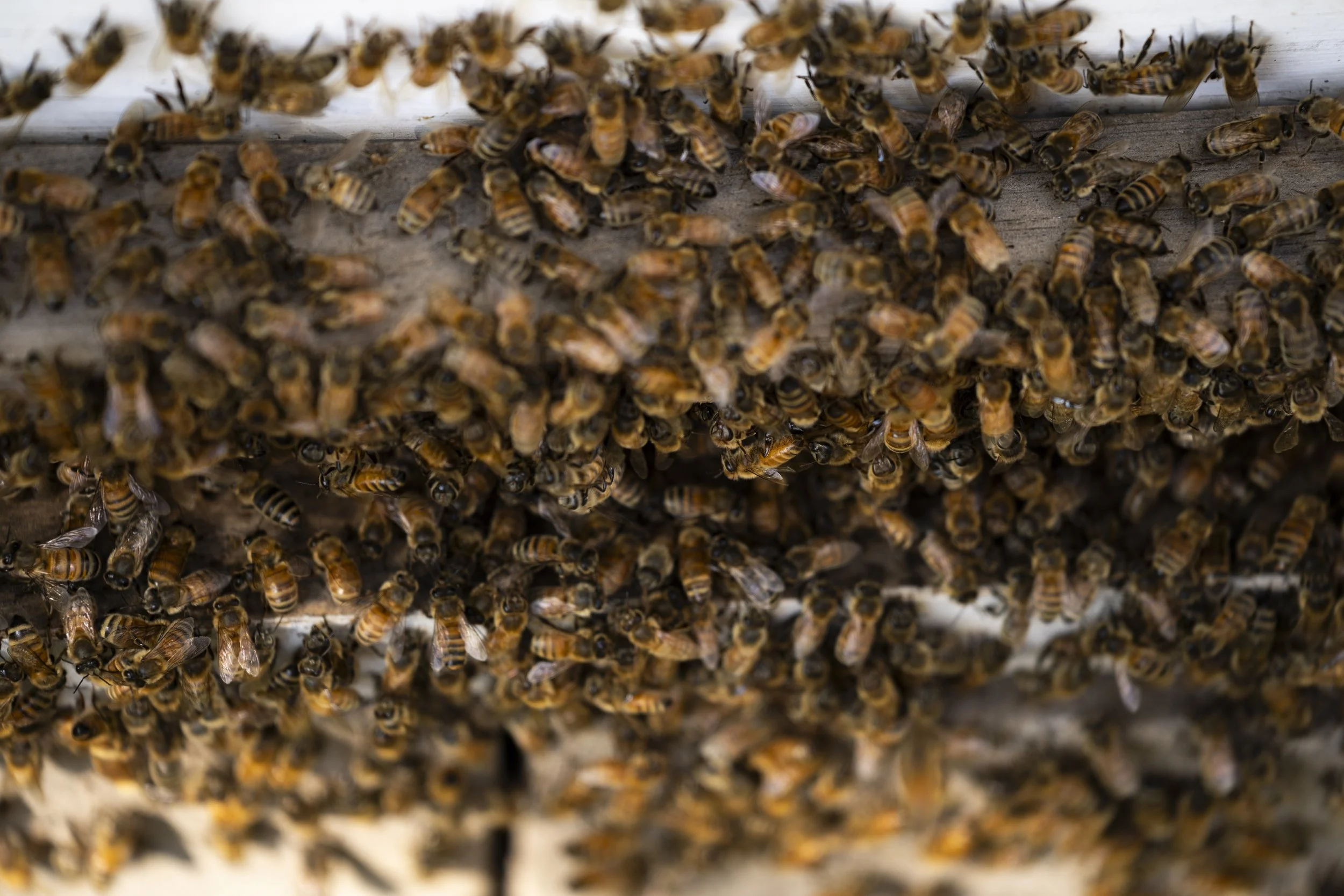 Close-up of a hive with many honeybees working on the honeycomb.