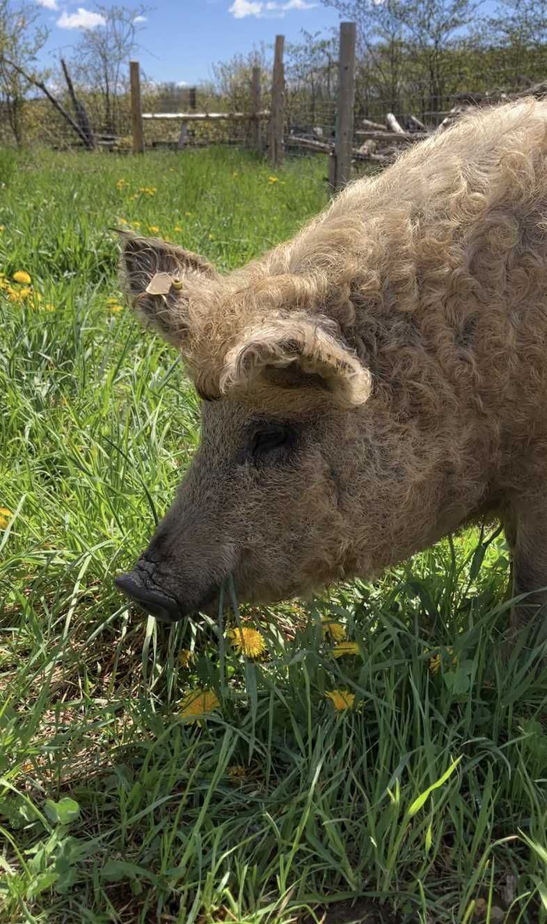 Screen Shot 2024-05-15 at 10.42.52 AM.png