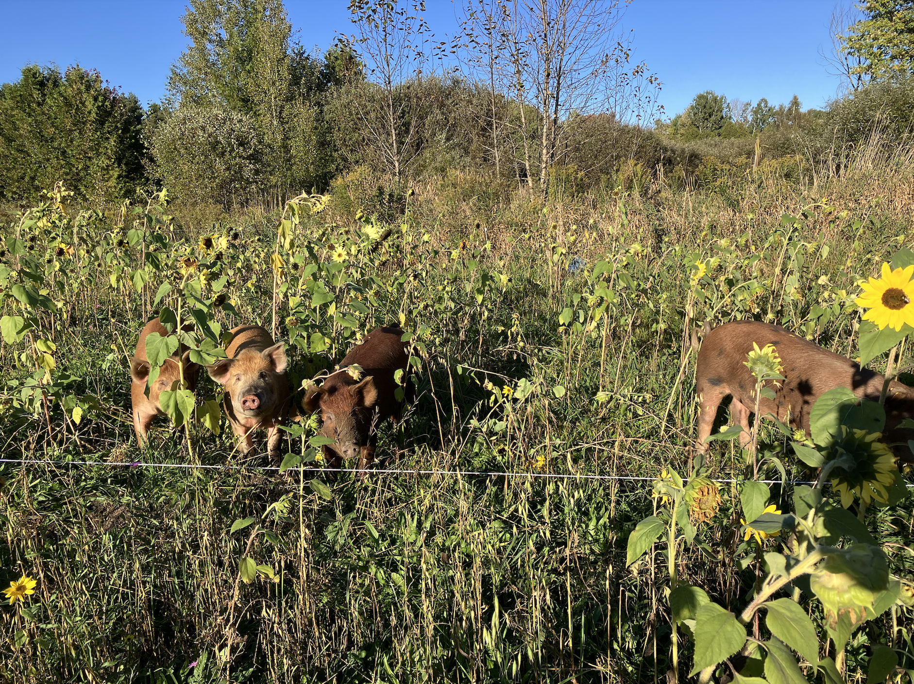 Screen Shot 2024-10-25 at 10.41.04 AM.png