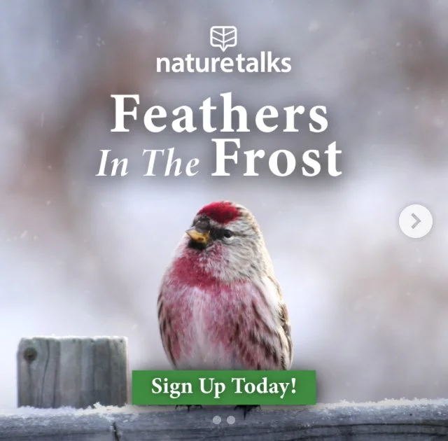 Nature Talks virtual online event “Feathers in the Frost”