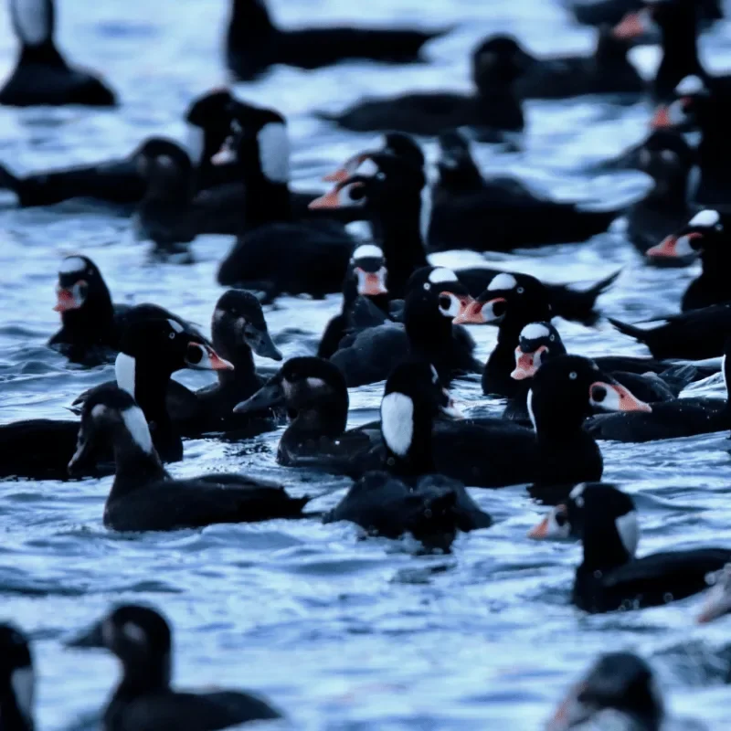 Scoter City Walk at Stanley Park