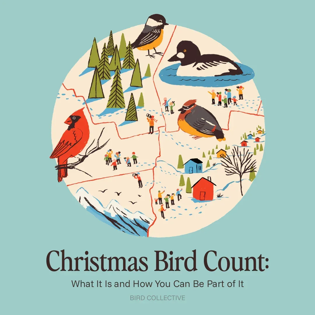 Christmas Bird Count For Youth