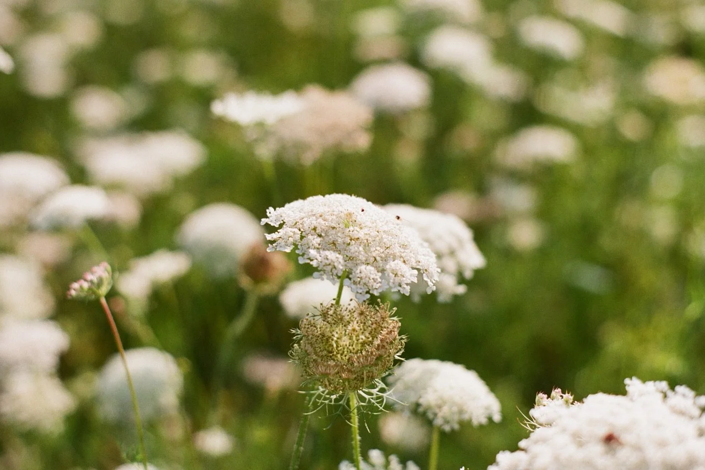One of my absolute favourite things about film is how genuine every sessions turns out to be! I had the cutest little session a few weeks ago and i&rsquo;m so happy with how these photos turned out ✨ Thank you Jen, Tony and cutie Rowen for being my m