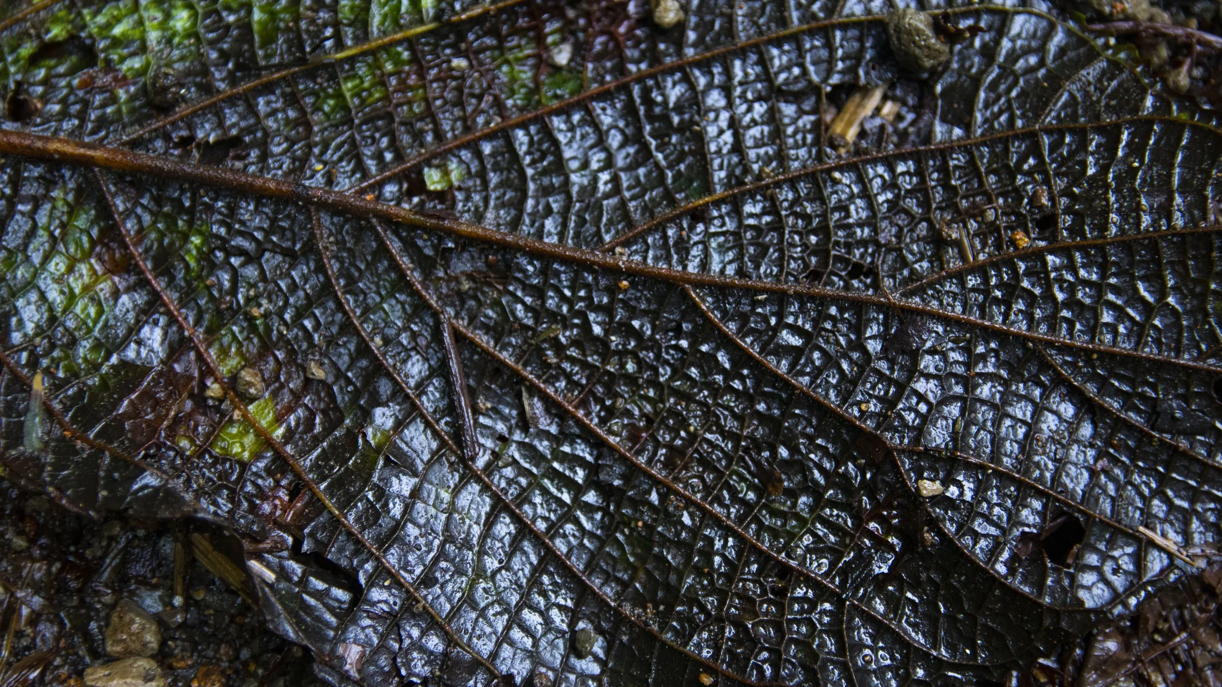 costa ricaaaa_24.JPG