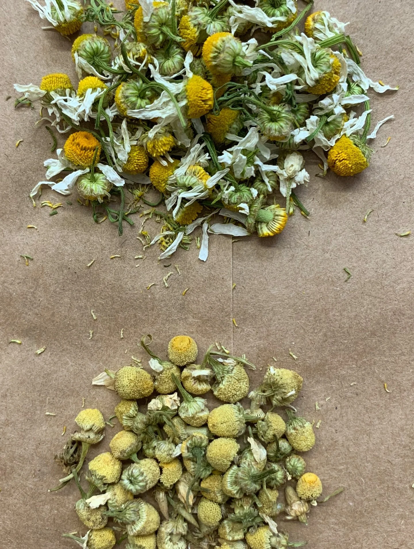 Why am I always going on and on about farm grown herbs?? Here&rsquo;s a side-by-side photo of our farm grown chamomile from this season (top), and some organic chamomile we had on hand from a well-respected national supplier (bottom).

I love chamomi