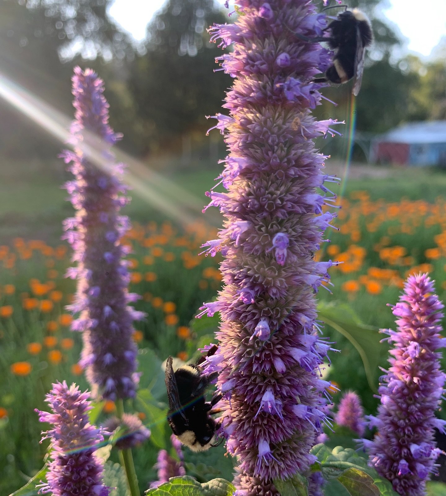 Golden hour on the Anise Hyssop. ✨

#murreletherbfarm