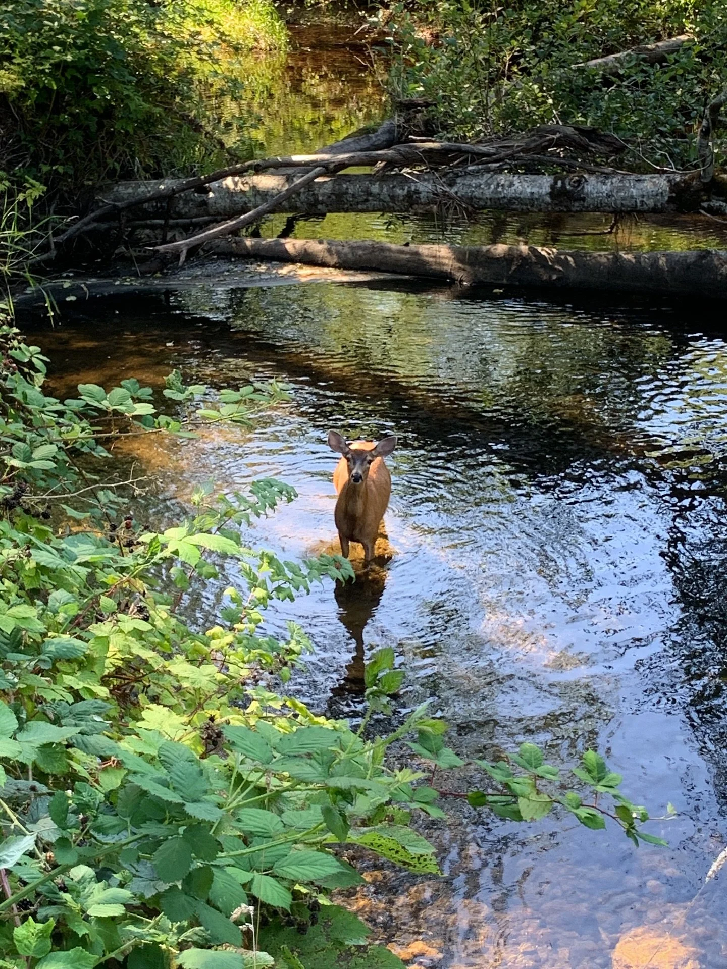 It&rsquo;s really beginning to feel like Fall outside these days 💕

#murreletherbfarm
