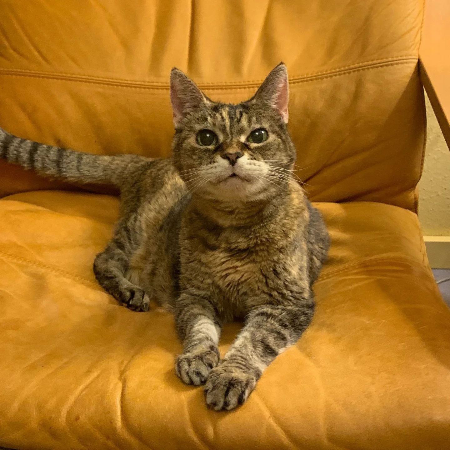 My best friend crossed over the rainbow bridge yesterday. Misty was at the helm of everything in my life. She made good days great. And hard days, be they emotionally draining or physically taxing, began and ended with her by my side. Her companionsh