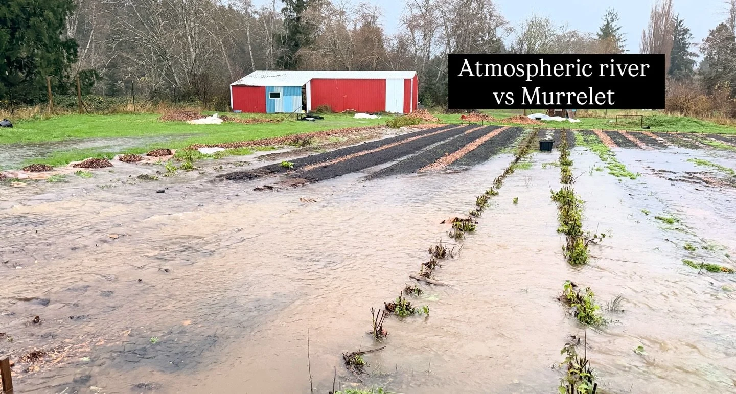 Well, this month is going to go down as one of my least favorite in awhile. Just a few days after losing our sweet cat, the rains came, and didn&rsquo;t really stop. 

As most of you know, we recently had a wild atmospheric river system park on top o