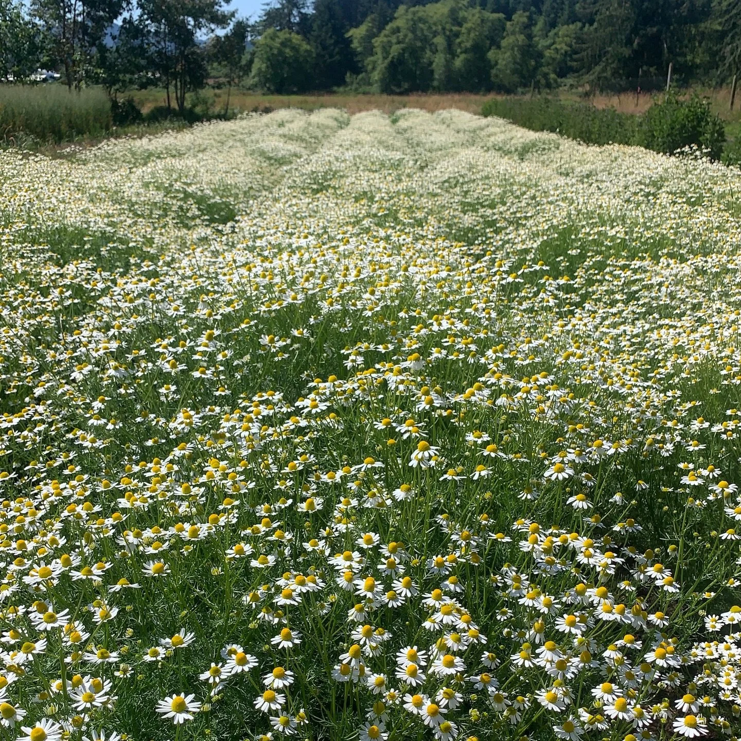 Chamomile 2025 - and an update! 

I have been very quiet on here the past few months. A lot of life things happened, seemingly all at the same time. Now that I am out of the overwhelm, I am sooo behind on blending/restocking teas and I am truly sorry