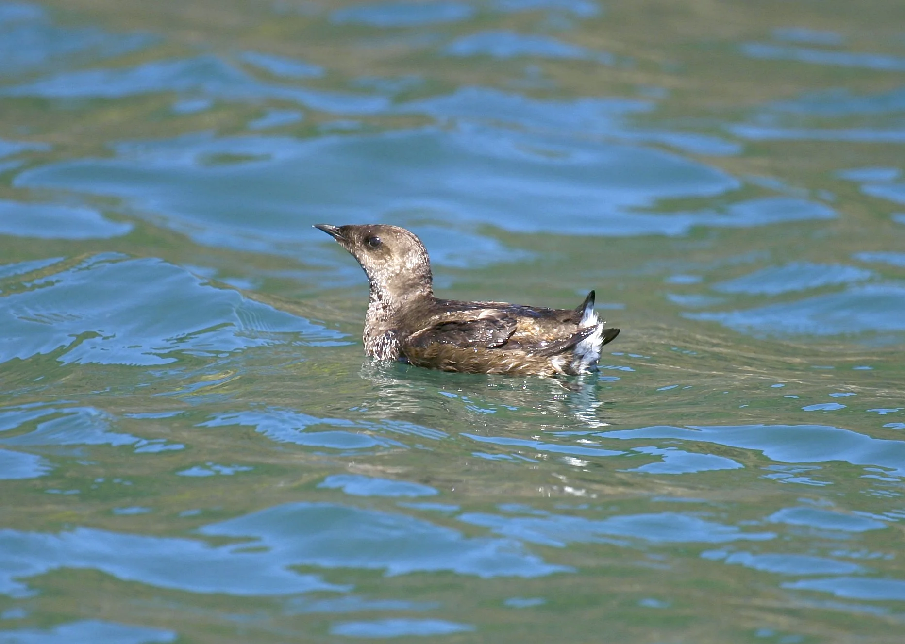 What’s a Murrelet? — Murrelet Herb Farm