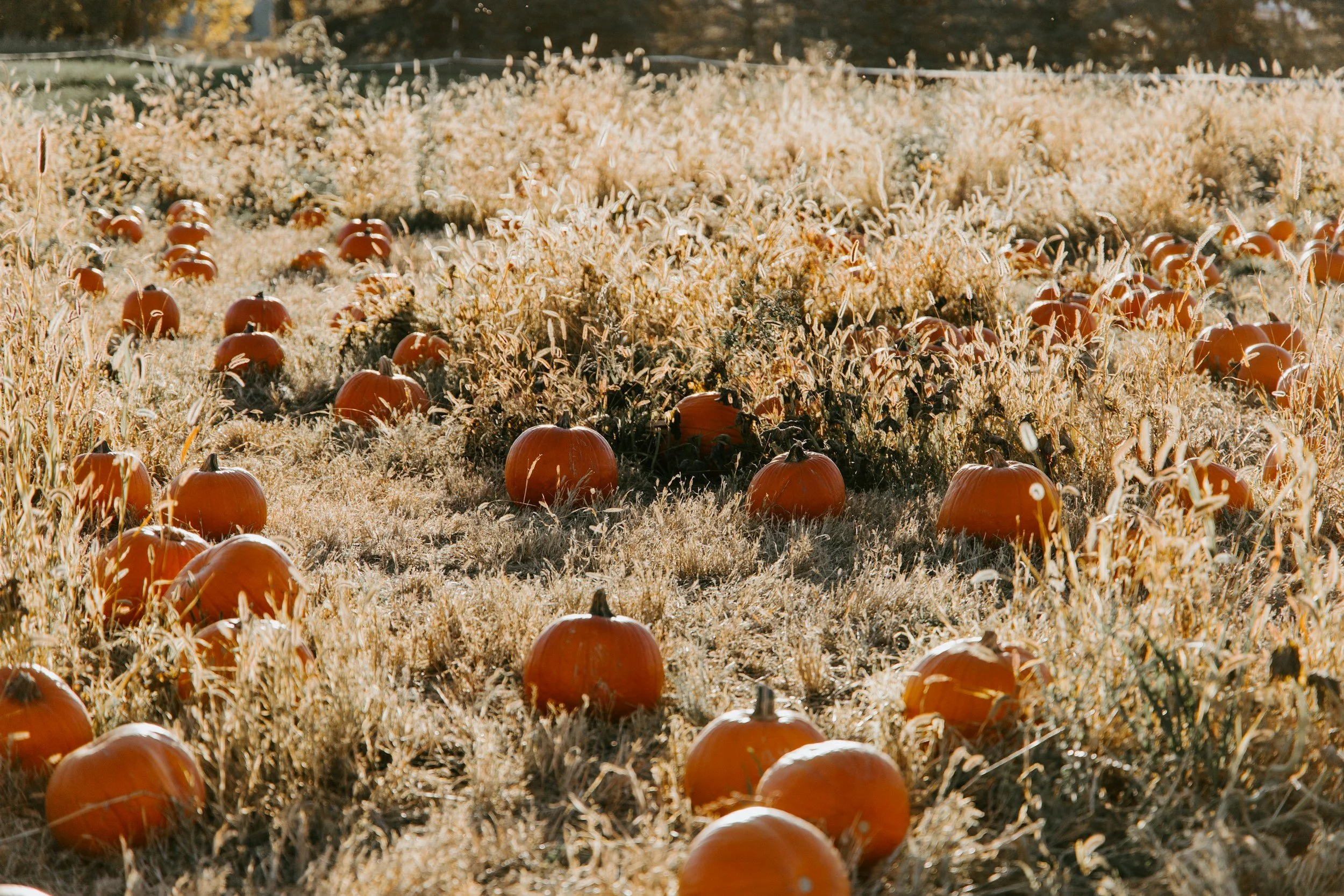 Fall Festival