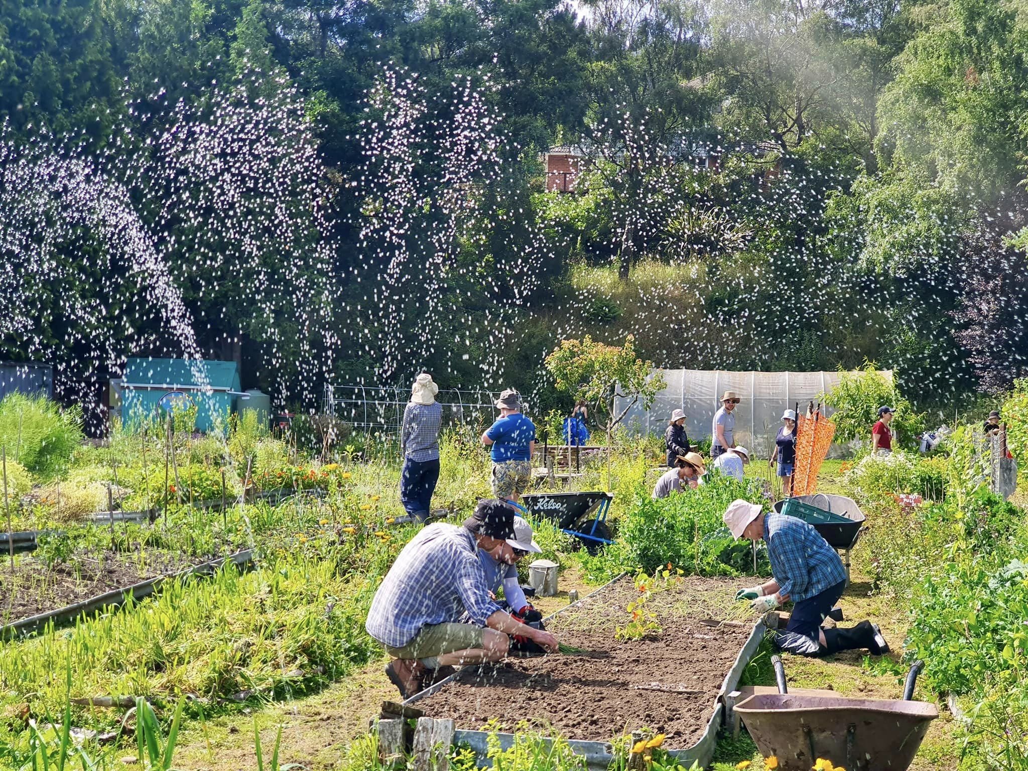 The sprinkler over the garden.jpg