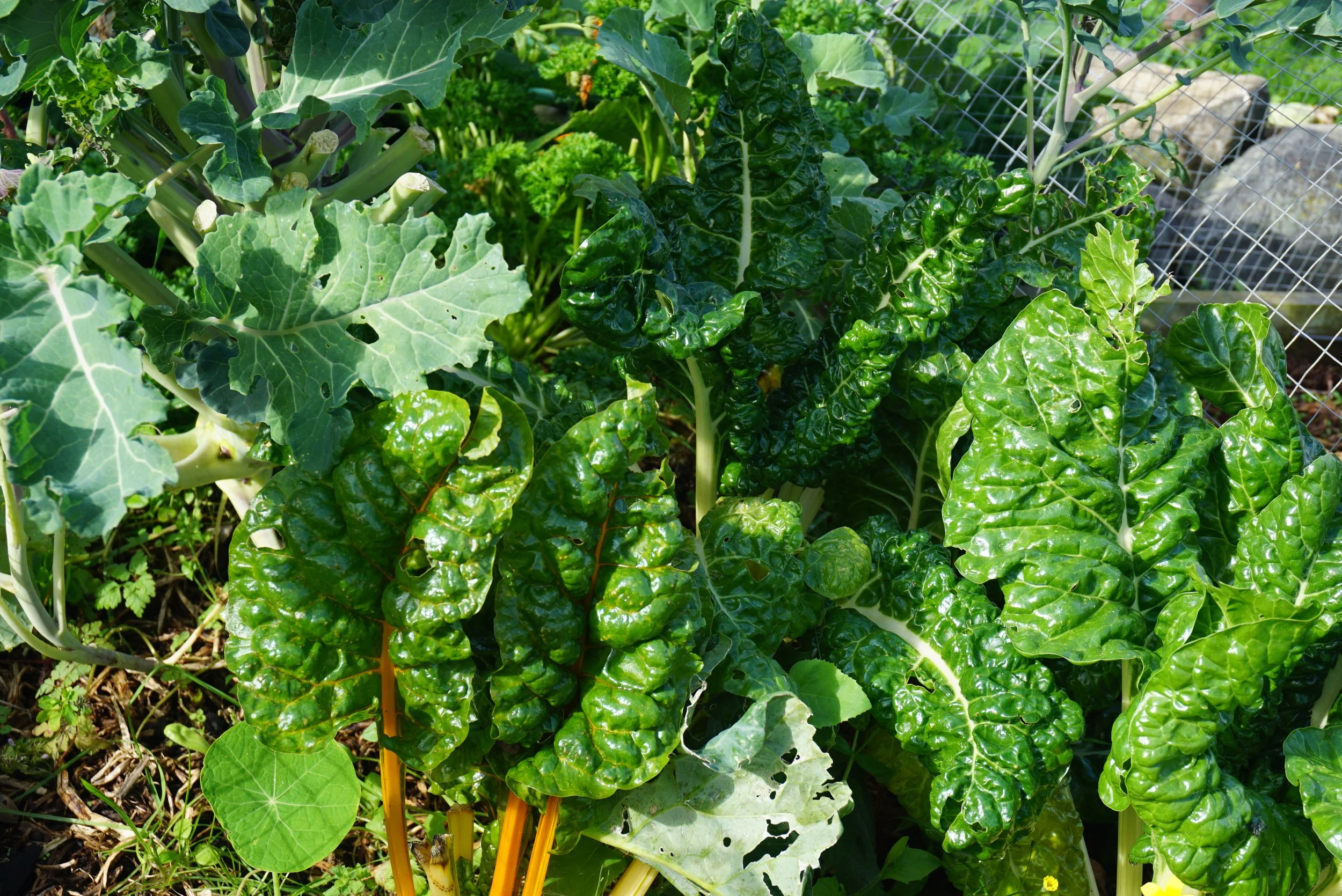 Silverbeet and kale.JPG