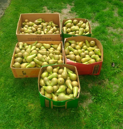 Marj Finney's pears 2018.png
