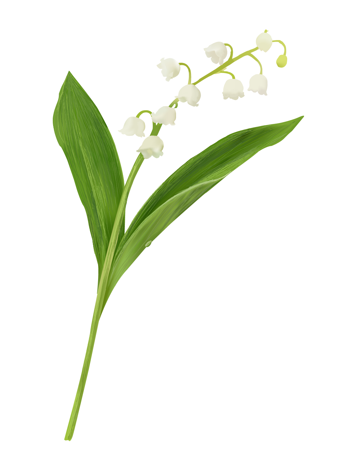 Adobe Illustrator
Photo Study
Vector Image
