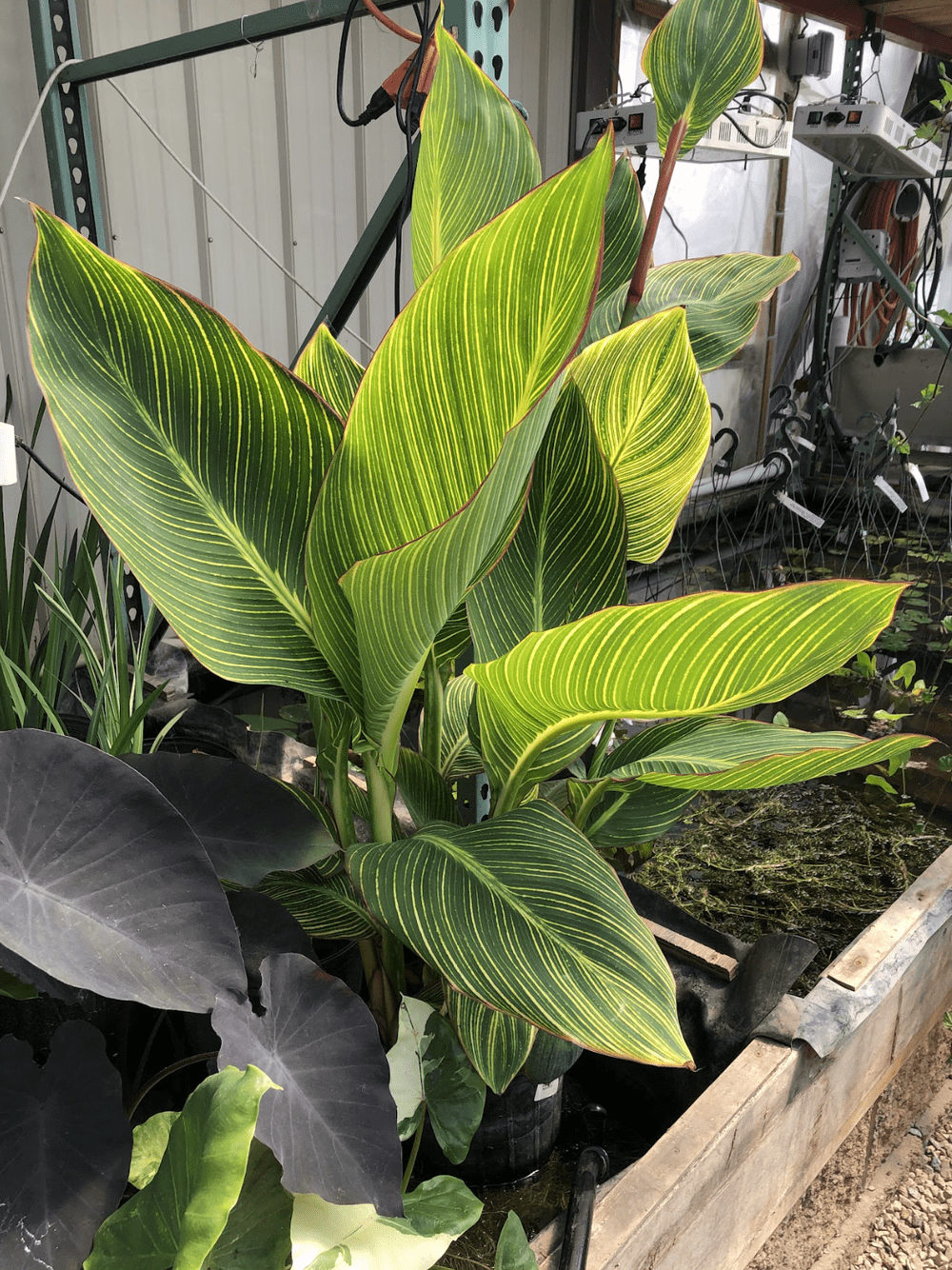 Canna 'Bengal Tiger'  Minnesota Waterscapes