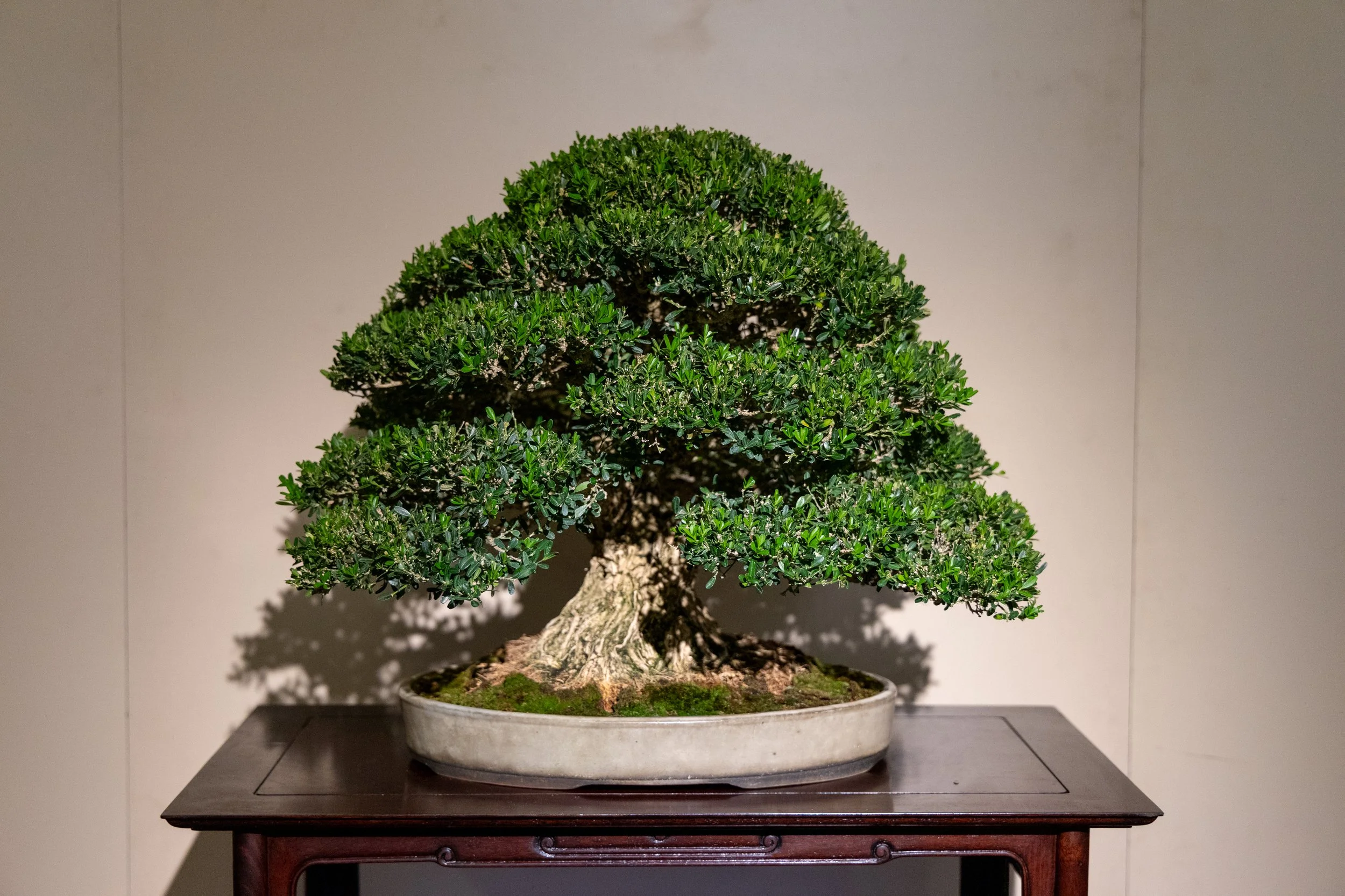 Bonsai Society of San Francisco