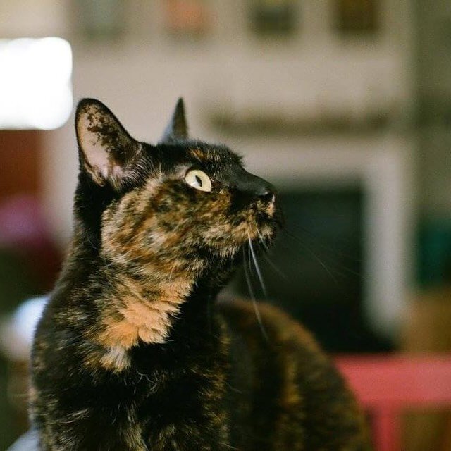 Wishing a very happy National Tortoiseshell Cat Day to my sweet and spicy cat-niece, Miss Leeloo, as well as all others who celebrate! #tortietude #nationaltortoiseshellcatday #35mmfilm #adventureswithanoldcanon