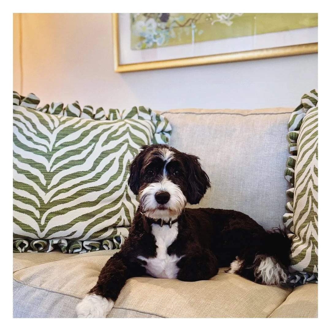 Always an honor when our work gets the four-legged stamp of approval. Tilly makes these pillows look even better in their space 🫶🏻
