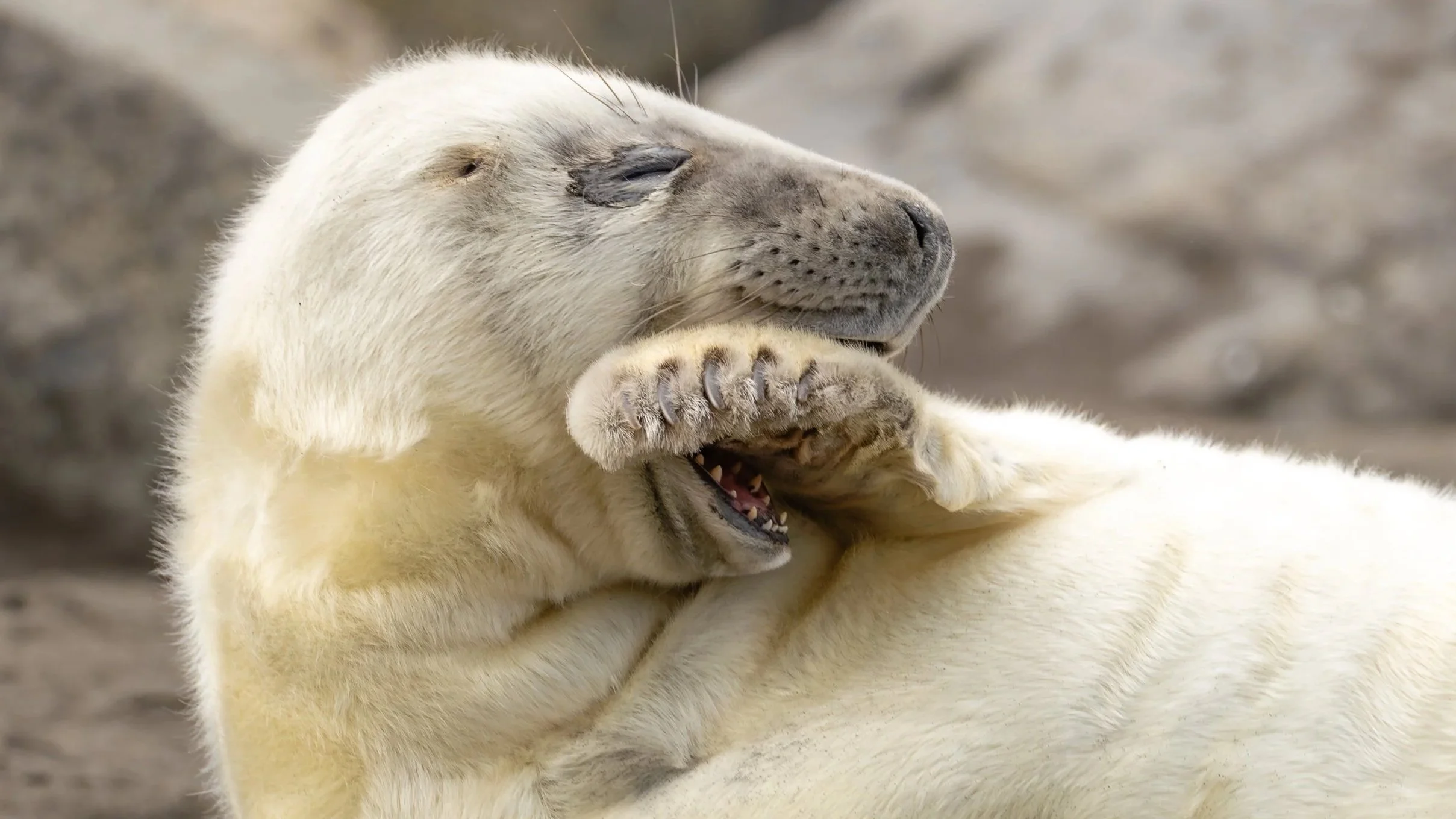 Fauna of the faroe islands