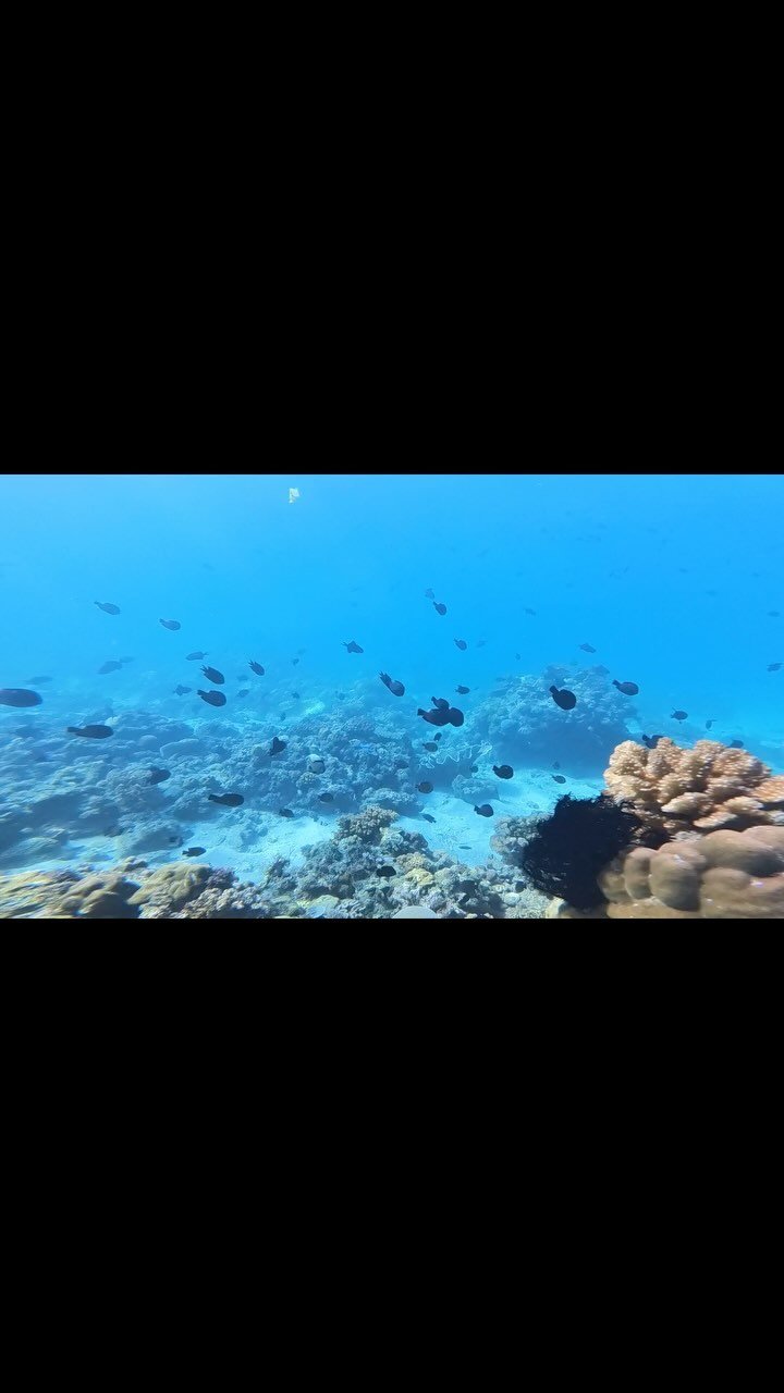 Underwater solitude🧘🏻‍♀️🖤🧜🏽‍♀️
📍Pagkilatan, Batangas