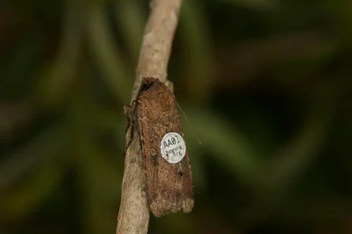 Tagging — Bogong Watch