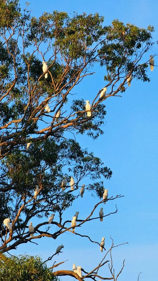 March 15, 2025 (Cockatoos in tree, Blue Mountains)