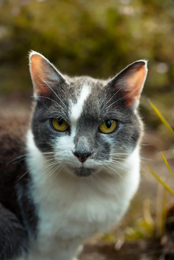 cat-schotland.jpg