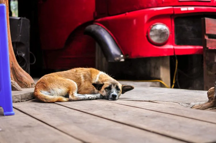 stray-dog-bali.jpg