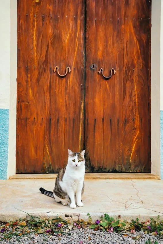 cat in spain.jpg