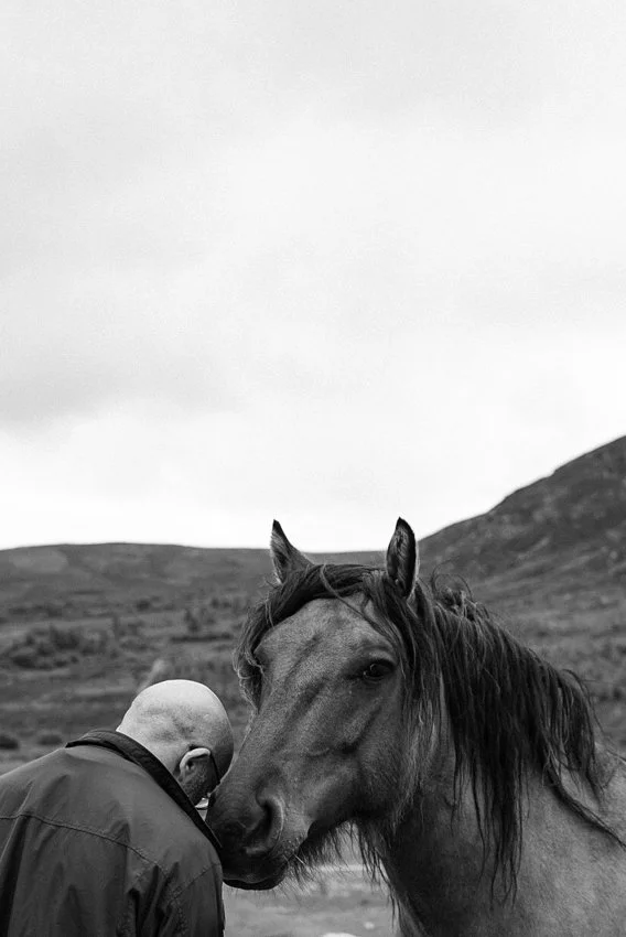 horse-schotland.jpg