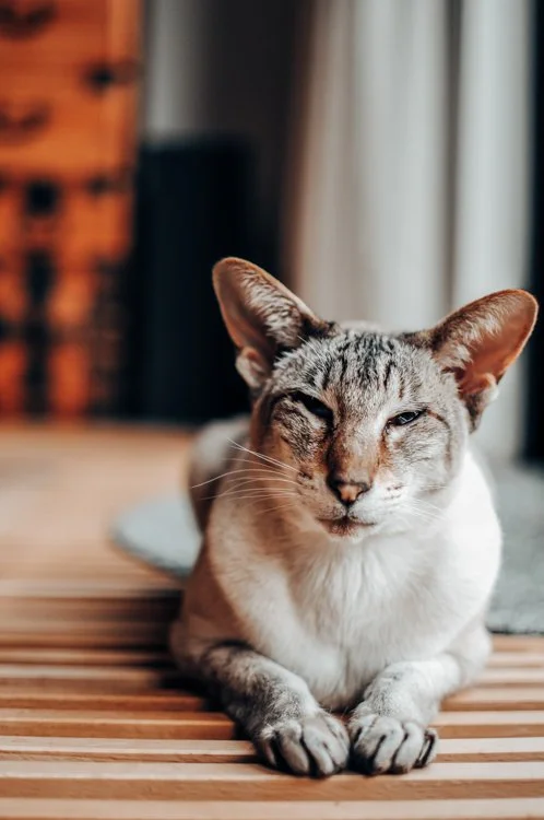 siamese-cat-mila.jpg
