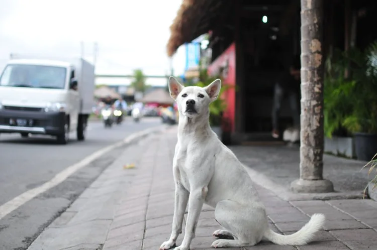 street-dog-canggu.jpg