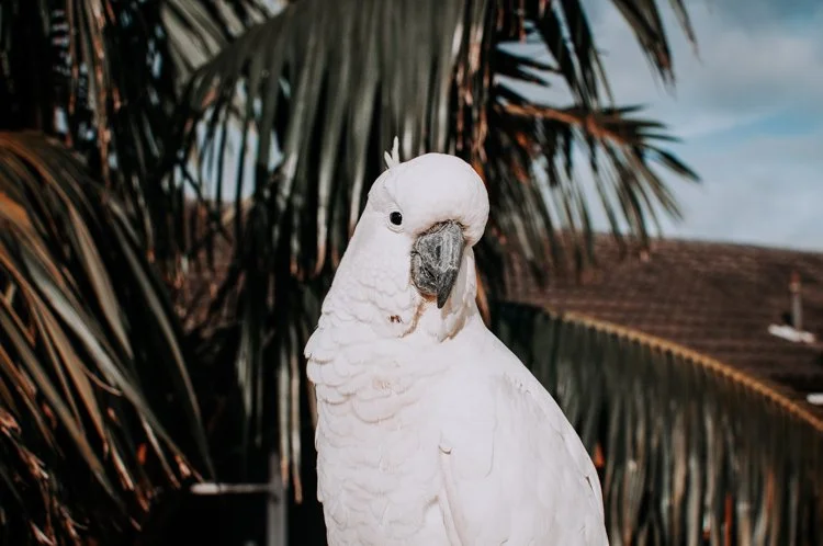 Yellow-crested cockatoo.jpg